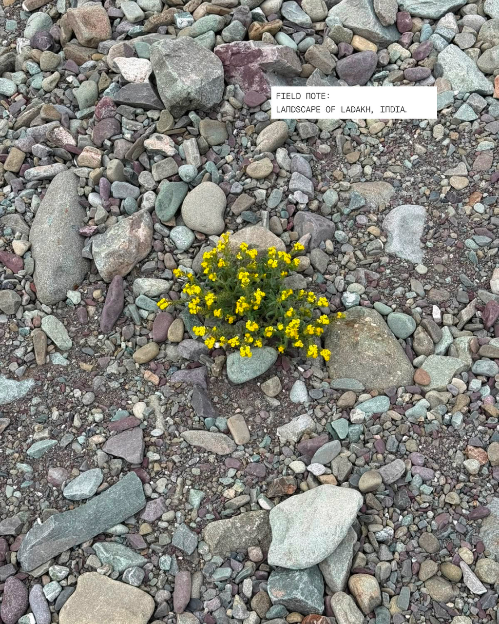 Field studies// Ladakh necklace
